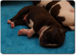 Unsere Welpen - Eltern Highwoodbulls Mercedes und Gardencity's Hank - David Leavitts Olde English Bulldogge