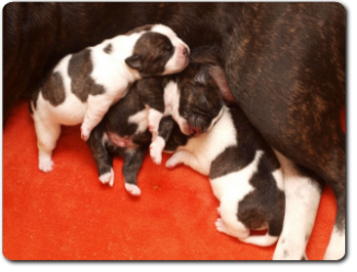 Unsere Welpen - Eltern Highwoodbulls Mercedes und Gardencity's Hank - David Leavitts Olde English Bulldogge