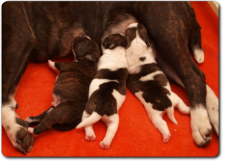 Unsere Welpen - Eltern Highwoodbulls Mercedes und Gardencity's Hank - David Leavitts Olde English Bulldogge